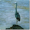 Grey heron