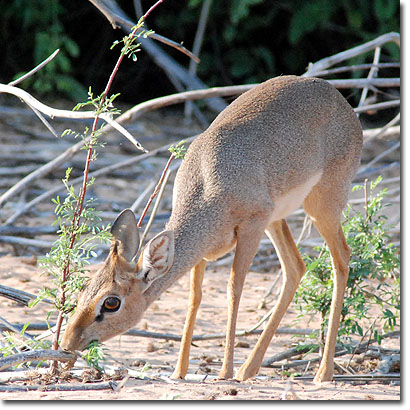 Dicdic de Guenther en la Reserva Nacional de Samburu. Javier Yanes/Kenyalogy.com