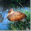 Hamerkop