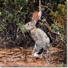 Cape Hare