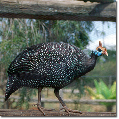 Gallina de Guinea en el Mount Kenya Safari Club. Javier Yanes/Kenyalogy.com