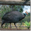 Helmeted guinea fowl