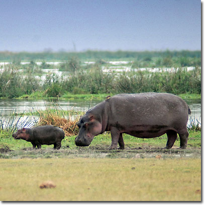 Hipopótamos en el Parque Nacional de Amboseli. Javier Yanes/Kenyalogy.com