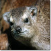 Rock hyrax