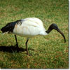 Sacred ibis