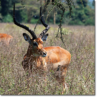 Impala en el Parque Nacional del Lago Nakuru. Javier Yanes/Kenyalogy.com