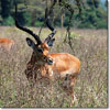 Impala