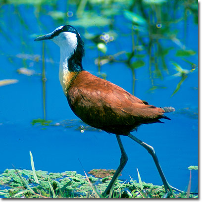 Jacana africana en el Parque Nacional de Amboseli. Javier Yanes/Kenyalogy.com