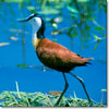 African jacana