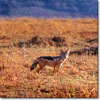 Jackal
