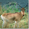 Coke's hartebeest