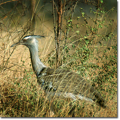 Kori bustard in Meru National Park. Javier Yanes/Kenyalogy.com