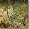 Kori bustard