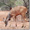Greater Kudu