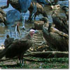 Lappet-faced vulture