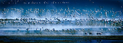 Flamencos entre las fuentes termales. Javier Yanes/Kenyalogy.com