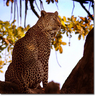 Leopardo en la Reserva Nacional de Masai Mara. Javier Yanes/Kenyalogy.com