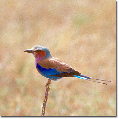 Lilac-breasted roller in Masai Mara National Reserve. Javier Yanes/Kenyalogy.com