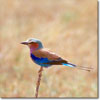 Lilac-breasted roller