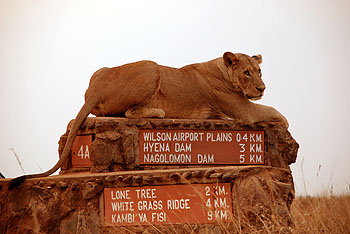 Female lion, Nairobi National Park. Javier Yanes/Kenyalogy.com