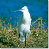 Little egret