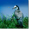 Long-toed lapwing