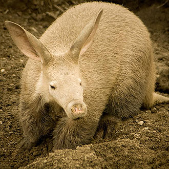 The aardvark. dipthongasaurus rex via Flickr