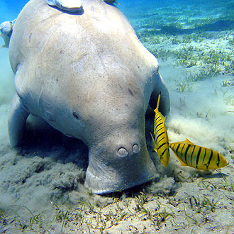 El dugongo. Julien Willem vía Wikipedia