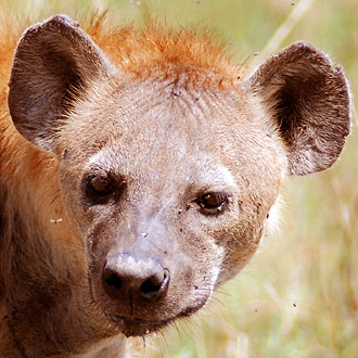 The hyena. Javier Yanes/Kenyalogy.com