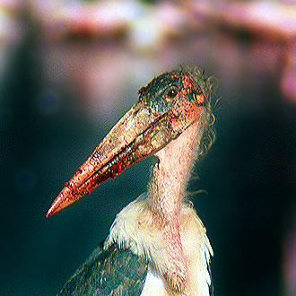 The marabou. Javier Yanes/Kenyalogy.com
