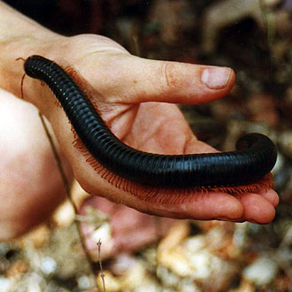 The giant African millipede. wallygrom via Flickr