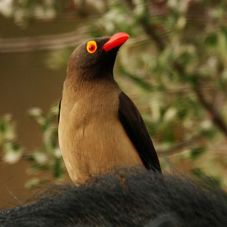 The oxpecker. Profberger via Wikipedia