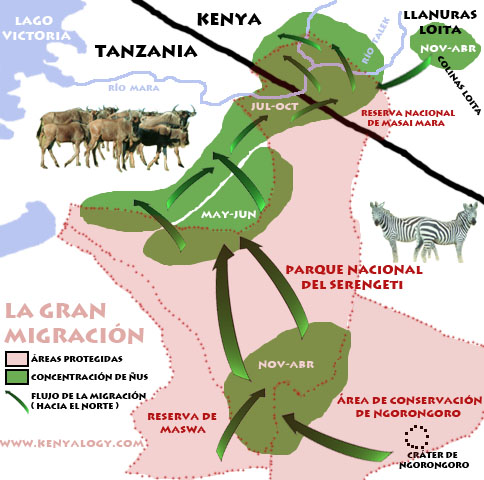 Mapa de la gran migración en Masai Mara-Serengeti