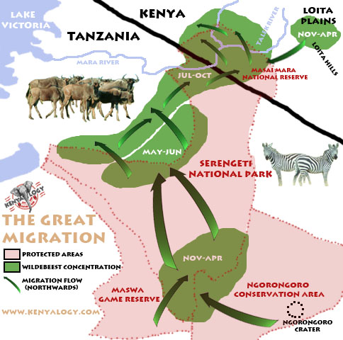 Map of the great migration in Masai Mara-Serengeti