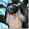 Martial eagle