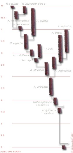 Cronology of human evolution