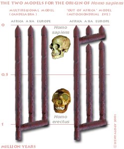 Models for the origin of Homo sapiens