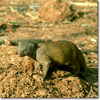 Mongoose