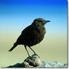 Northern anteater chat