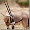 Oryx