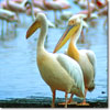 Great white pelican