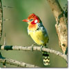 Red-and-yellow barbet