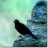 Red-billed buffalo weaver