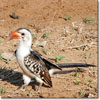 Red-billed hornbill