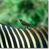 Red-billed oxpecker