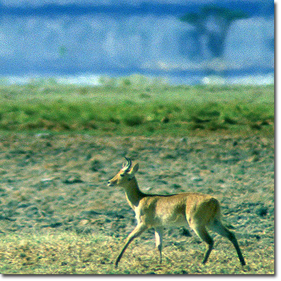 Bohor reedbuck in Amboseli National Park. Javier Yanes/Kenyalogy.com