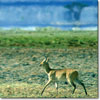 Bohor reedbuck