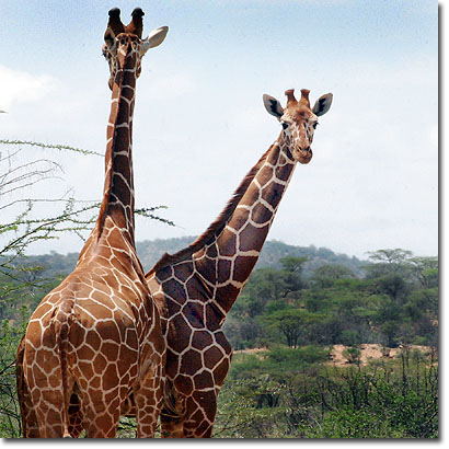 Jirafas reticuladas en la Reserva Nacional de Samburu. Javier Yanes/Kenyalogy.com