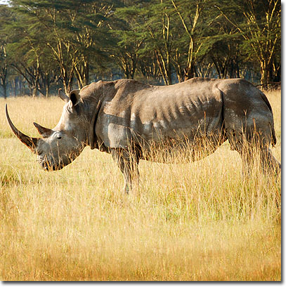 Rinoceronte blanco en el Parque Nacional de Nakuru. Javier Yanes/Kenyalogy.com