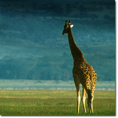 Jirafa de Rothschild en el Parque Nacional del Lago Nakuru. Javier Yanes/Kenyalogy.com